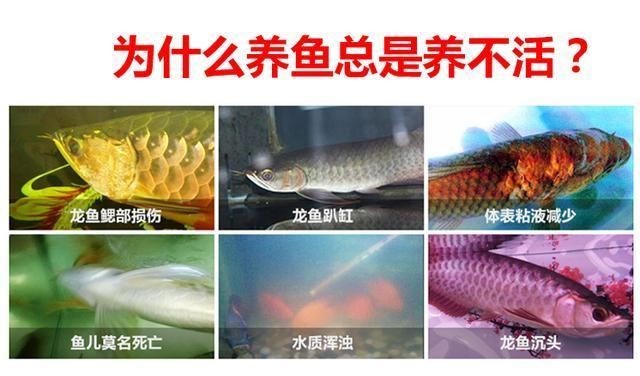 龍魚養(yǎng)不活：如何檢測龍魚飼料質(zhì)量，龍魚養(yǎng)殖環(huán)境要求，防止龍魚疾病的方法