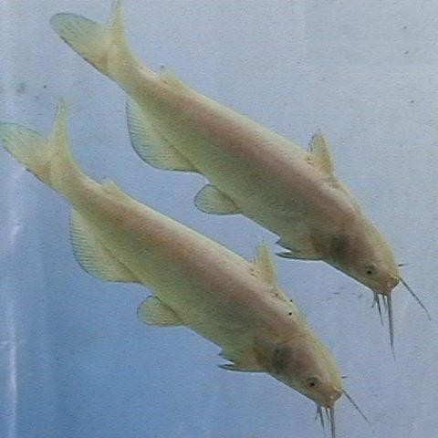 紅魚視頻觀賞大全