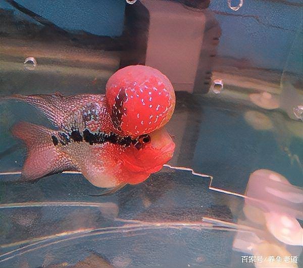 紅魚視頻觀賞大全