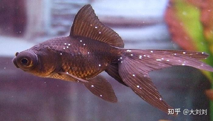 金魚白點(diǎn)病能自愈嗎 金魚白點(diǎn)病能自愈嗎 龍魚論壇 第2張