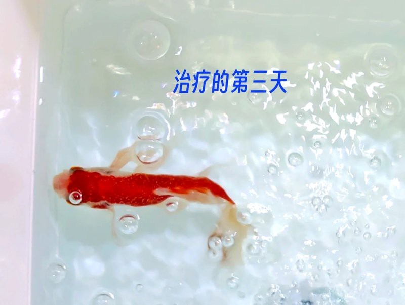 金魚白點(diǎn)病能自愈嗎 金魚白點(diǎn)病能自愈嗎 龍魚論壇 第7張