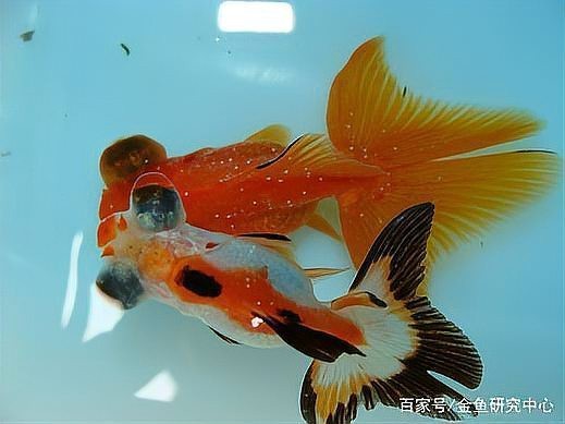 金魚白點(diǎn)病能自愈嗎 金魚白點(diǎn)病能自愈嗎 龍魚論壇 第6張