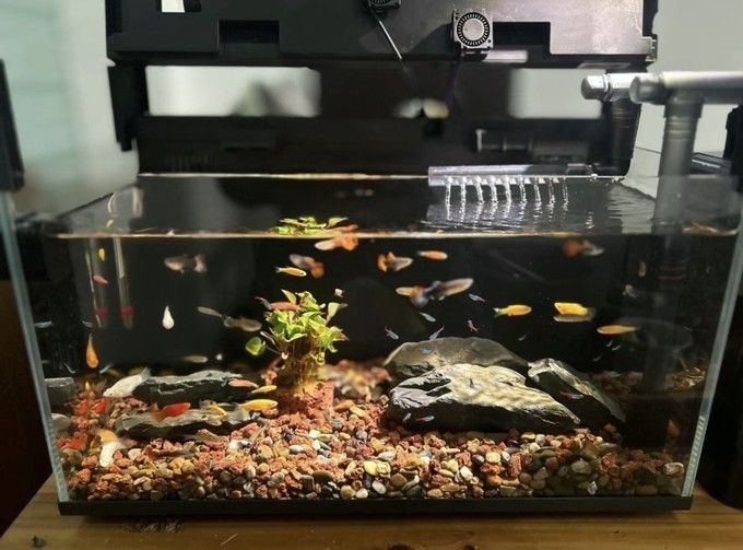 小米幾何畫法魚缸壞了：小米幾何畫法魚缸出現(xiàn)了故障