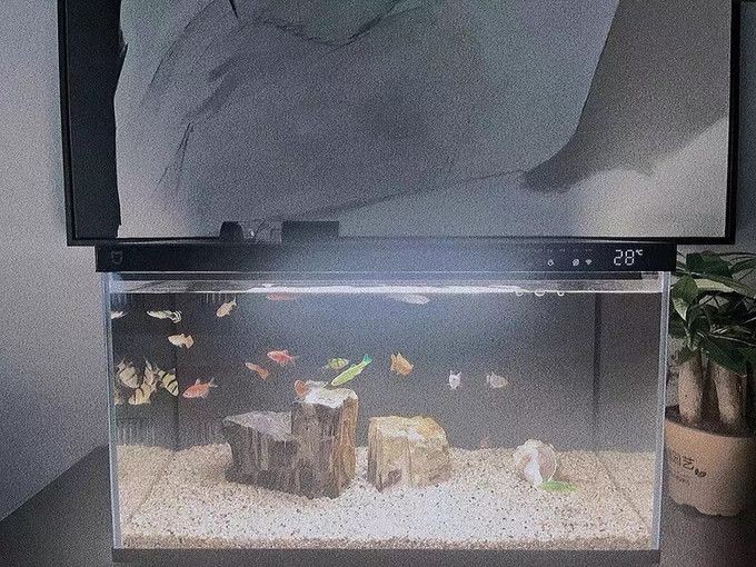 小米幾何畫法魚缸壞了：小米幾何畫法魚缸出現(xiàn)了故障