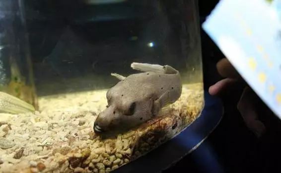 狗頭魚(yú)飼養(yǎng)方法