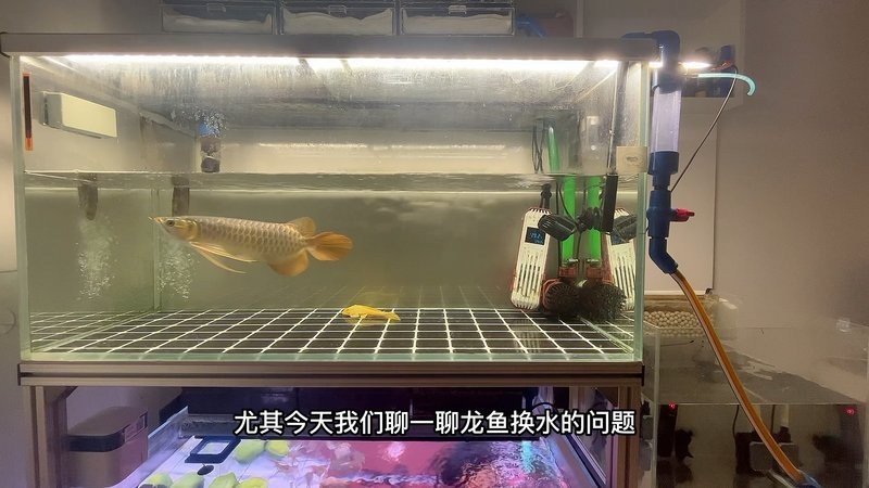 賽級印尼紅龍多少錢一只 賽級印尼紅龍多少錢一只 龍魚論壇 第7張