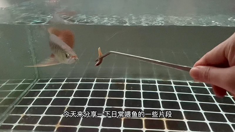 賽級印尼紅龍多少錢一只 賽級印尼紅龍多少錢一只 龍魚論壇 第9張