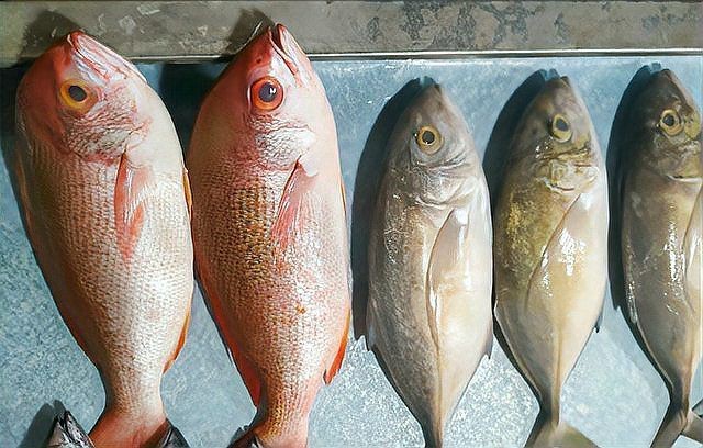 紅鯧魚(yú)