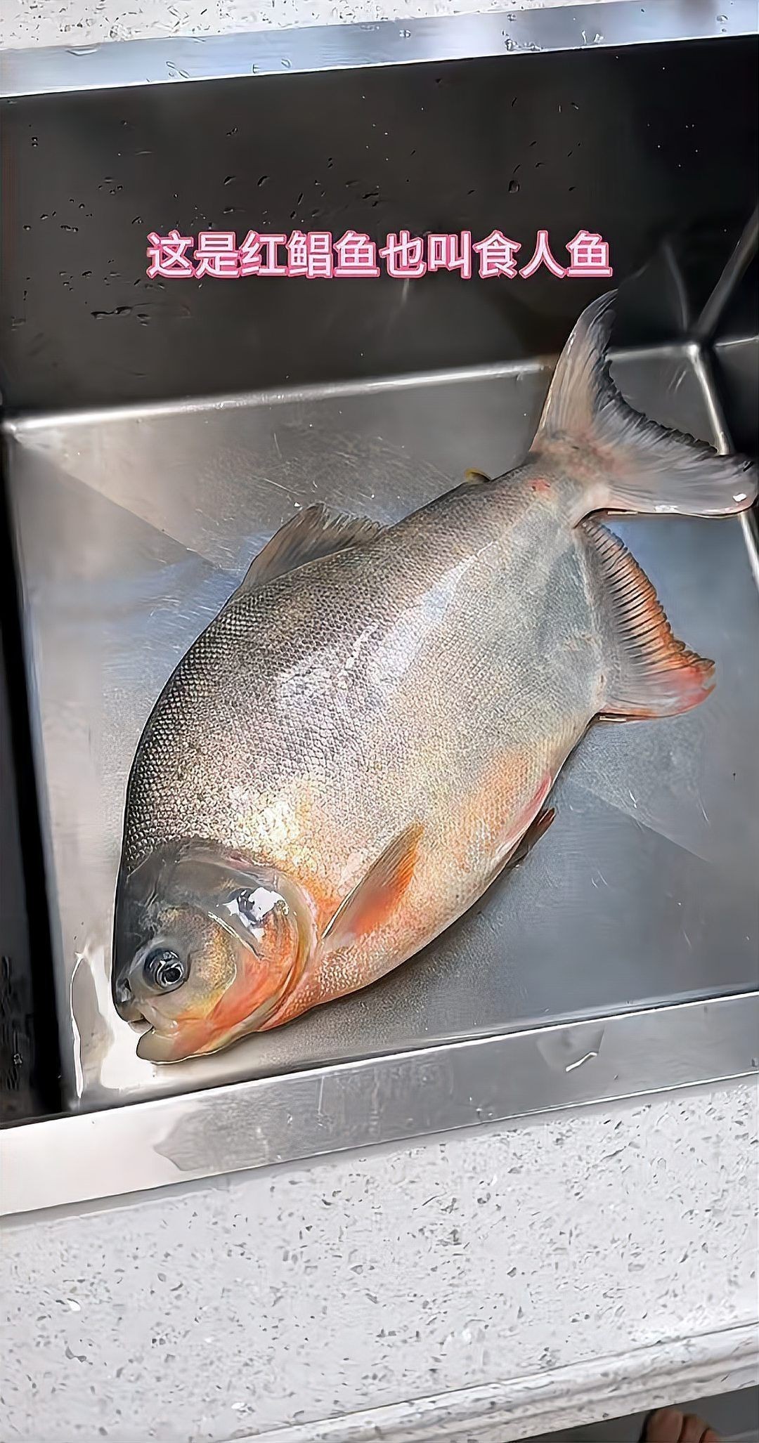 紅鯧魚(yú)