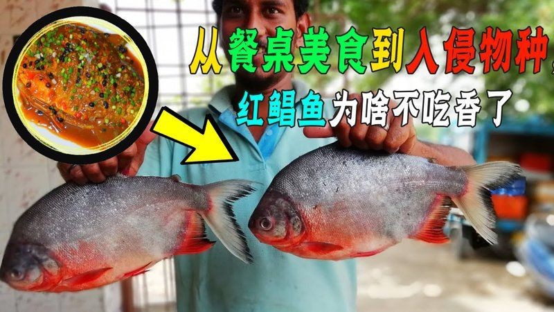 紅鯧魚(yú)