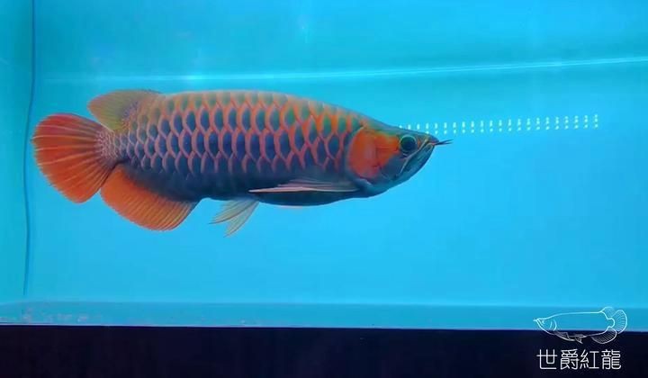 紅龍魚品牌