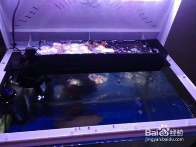 魚缸過濾棉最好的6種：魚缸過濾棉的選擇