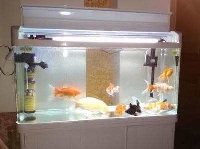 魚缸過濾棉最好的6種：魚缸過濾棉的選擇