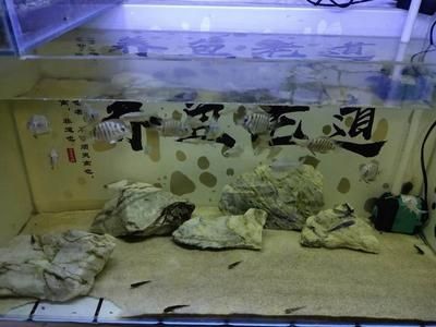 魚缸過濾棉最好的6種：魚缸過濾棉的選擇