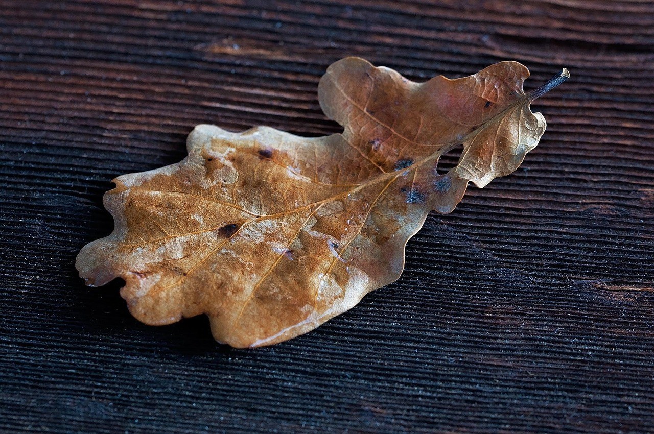 黑金魟魚的品種和特點