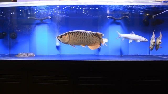 紅龍魚(yú)年齡怎么看好壞圖解大全（紅龍魚(yú)年齡怎么看好壞圖解大全視頻） 紅龍魚(yú)年齡怎么看好壞圖解大全（紅龍魚(yú)年齡怎么看好壞圖解大全視頻） 龍魚(yú)百科
