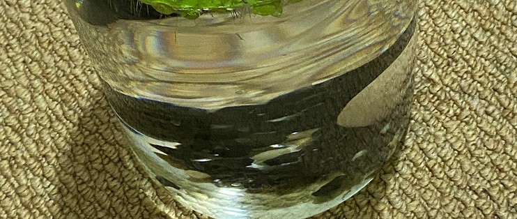 印尼虎魚多少溫度飼養最好:印尼虎魚多少溫度飼養最好印尼虎魚多少溫度飼養最好 城關區雁灘花魚市場京華水族店(城關區雁灘花魚市場京華水族店電話) 全國水族館企業名錄 城關區雁灘花魚市場京華水族店(城關區雁灘花魚市場京華水族店電話) 城關區雁灘花魚市場京華水族店(城關區雁灘花魚市場京華水族店電話) 全國水族館企業名錄