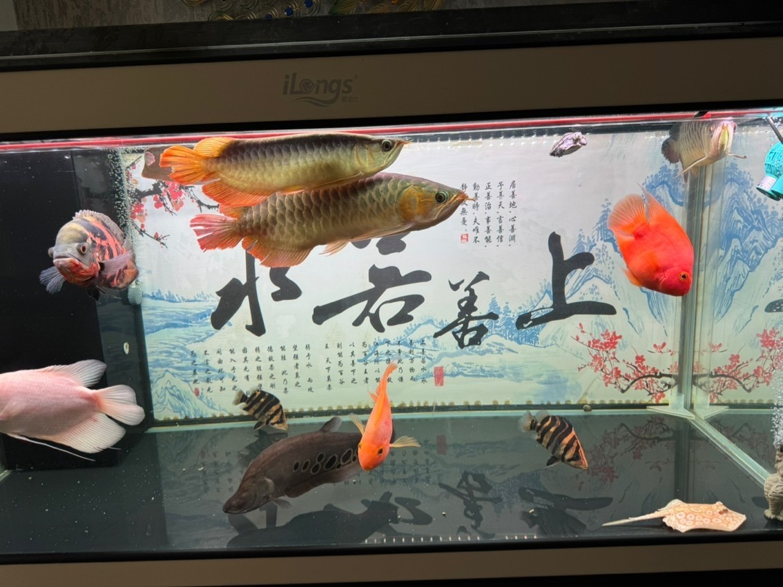 飯后尚魚，混養傷不起