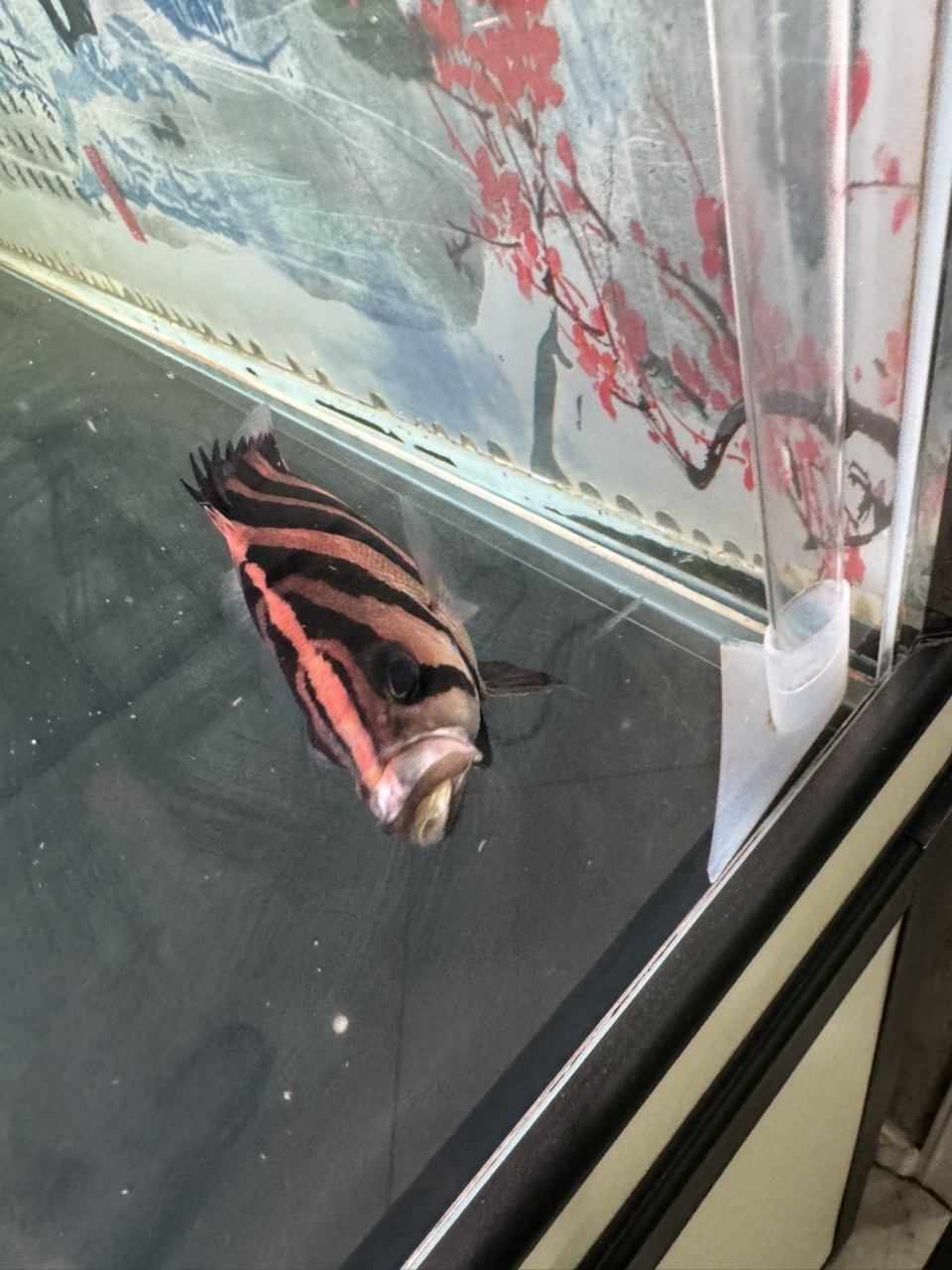 飯后尚魚，混養傷不起