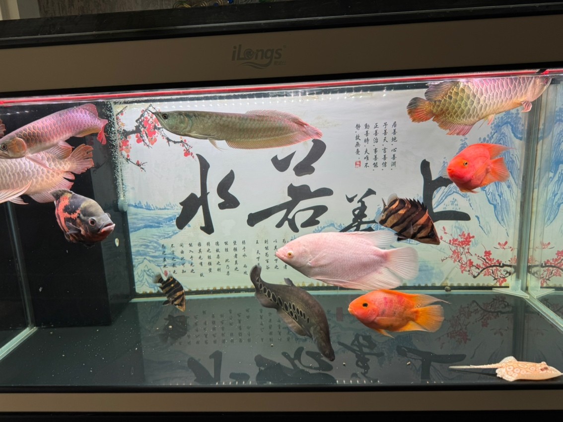 飯后尚魚，混養(yǎng)傷不起