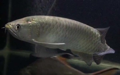 永泰縣城峰鎮出米石居觀賞魚店（永泰縣城峰鎮出米石居觀賞魚店電話）
