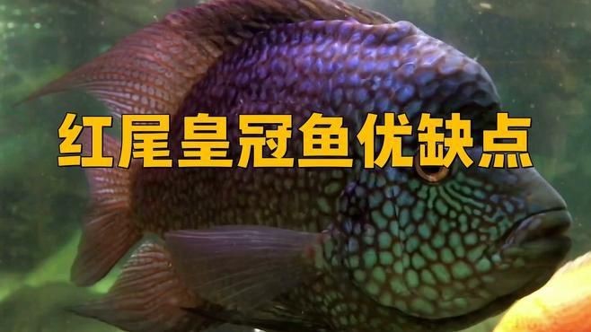 紅尾皇冠魚優缺點