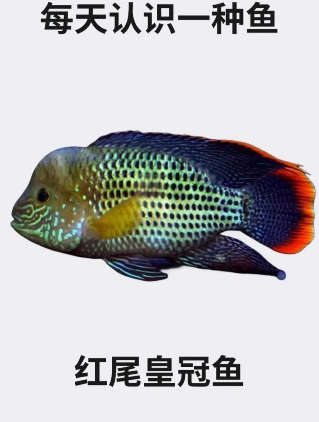 紅尾皇冠魚優缺點