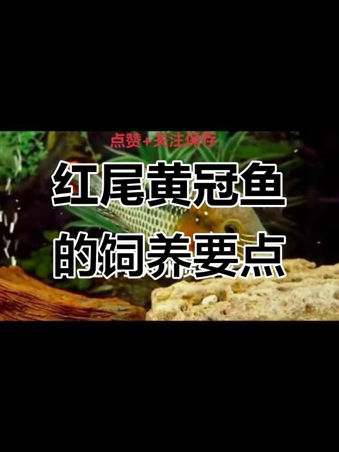 紅尾皇冠魚優(yōu)缺點