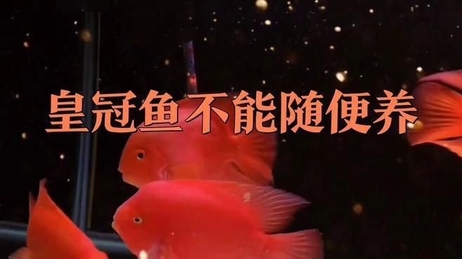 紅尾皇冠魚優(yōu)缺點