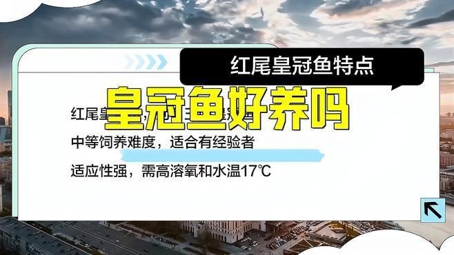 紅尾皇冠魚優(yōu)缺點