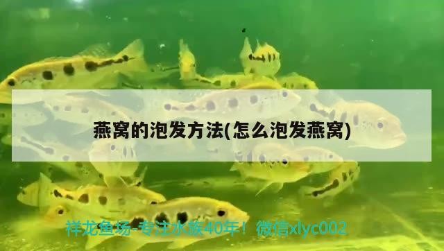 樂清市樂成朱才文寵物用品店（樂清市樂成朱才文寵物用品店地址）