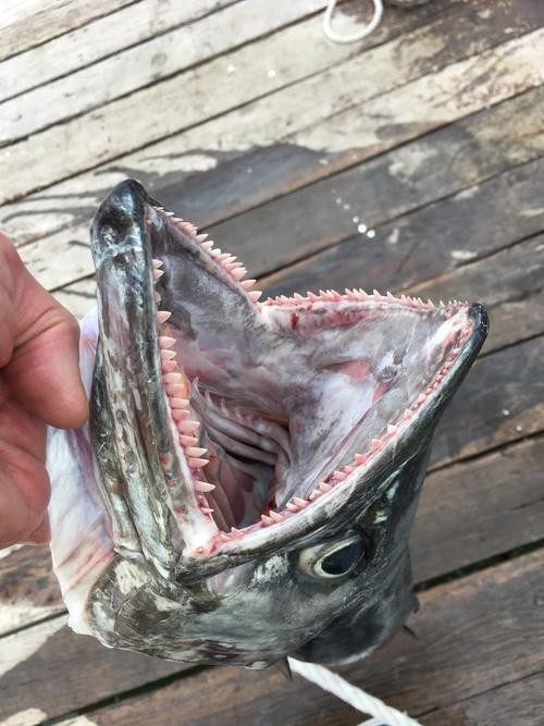 大嘴魚圖片
