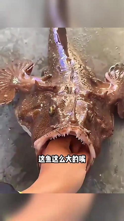 大嘴魚圖片