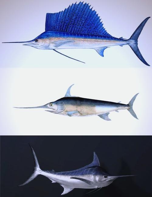 紅龍魚成魚后多久繁殖一次，紅龍魚的繁殖周期管理指南