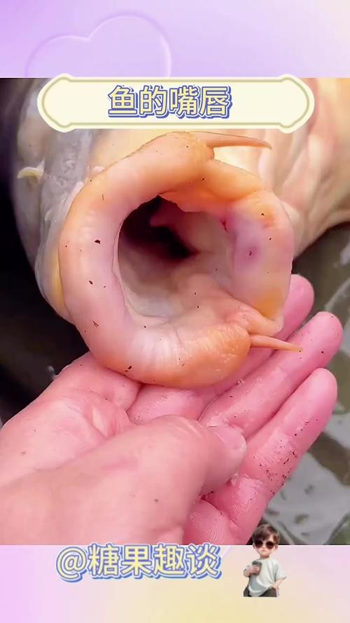 大嘴魚圖片