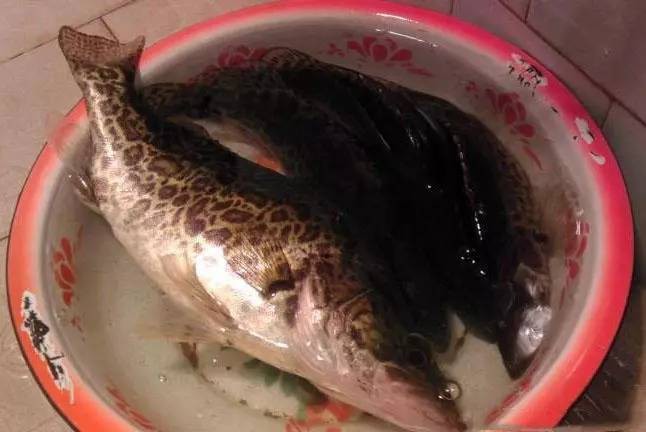 大嘴魚圖片