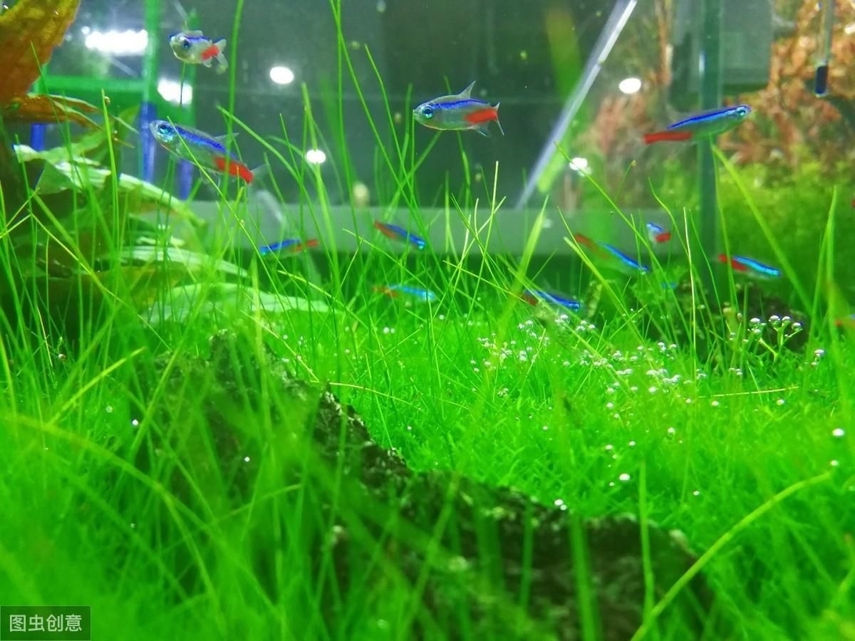 魚缸綠藻怎么徹底清除(魚缸綠藻怎么徹底清除魚缸中的綠藻需要綜合多種方法) 魚缸百科 第3張 魚缸綠藻怎么徹底清除(魚缸綠藻怎么徹底清除魚缸中的綠藻需要綜合多種方法) 魚缸綠藻怎么徹底清除(魚缸綠藻怎么徹底清除魚缸中的綠藻需要綜合多種方法) 魚缸百科 第3張