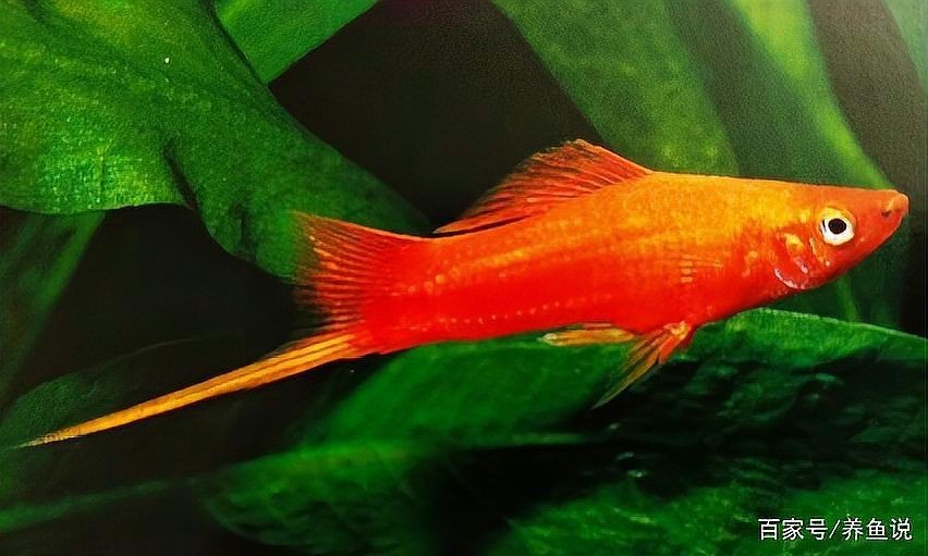 紅箭魚沒有公魚怎么辦