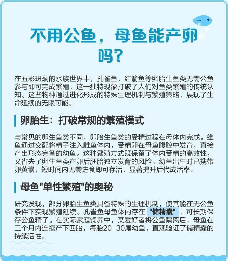 紅箭魚沒有公魚怎么辦