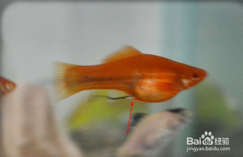 紅箭魚沒有公魚怎么辦