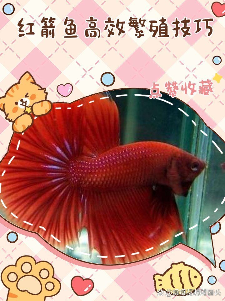 紅箭魚沒有公魚怎么辦