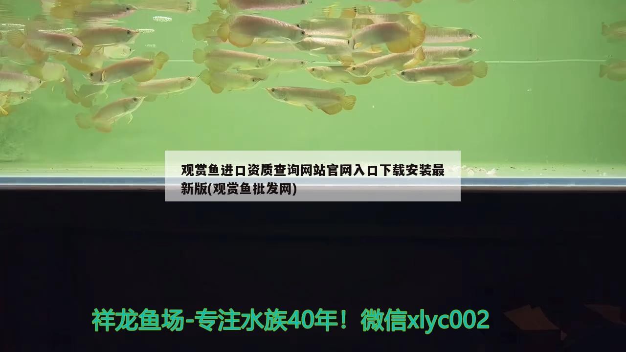 金龍魚怎么養(yǎng)殖成活率高些：如何判斷金龍魚的健康狀態(tài)，金龍魚繁殖管理要點