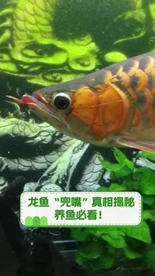 龍魚翹嘴怎么辦才能活的久