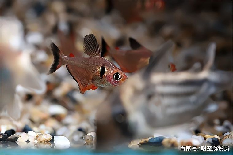 南美十大名貴觀賞魚 南美十大名貴觀賞魚 龍魚論壇 第3張