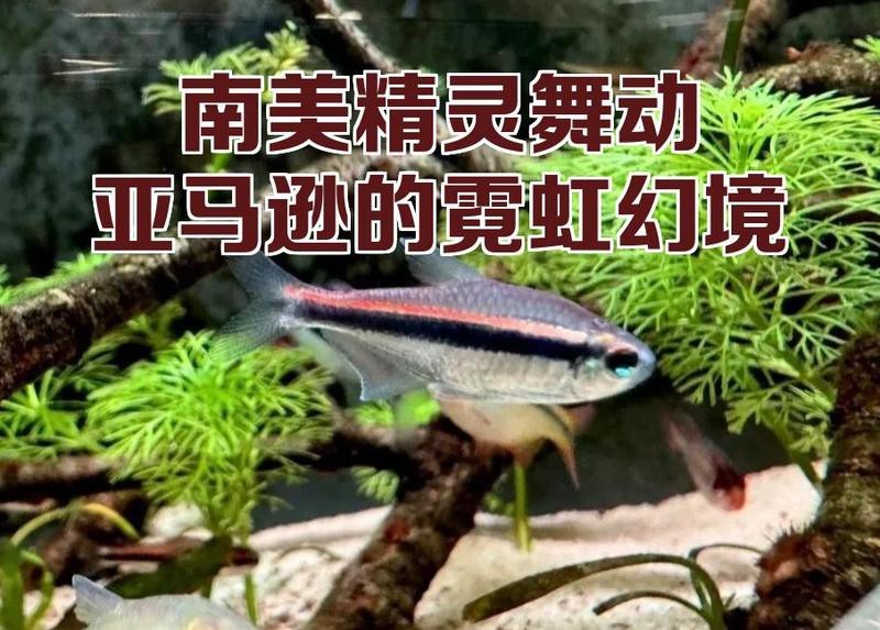 南美十大名貴觀賞魚 南美十大名貴觀賞魚 龍魚論壇 第2張