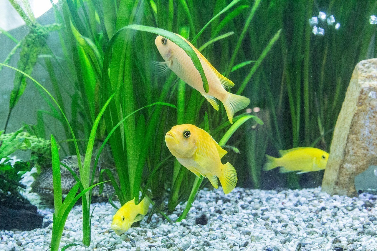 鳑鲏魚是世界上最臟的嗎