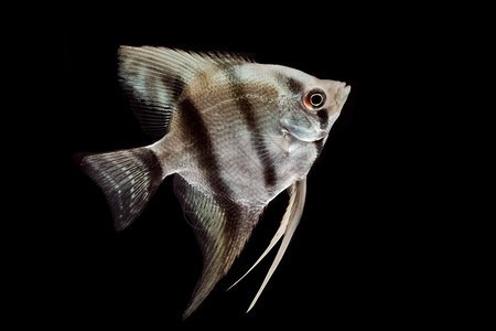 濰城區望留鑫星水族銷售中心（濰城區望留鑫星水族銷售中心電話）