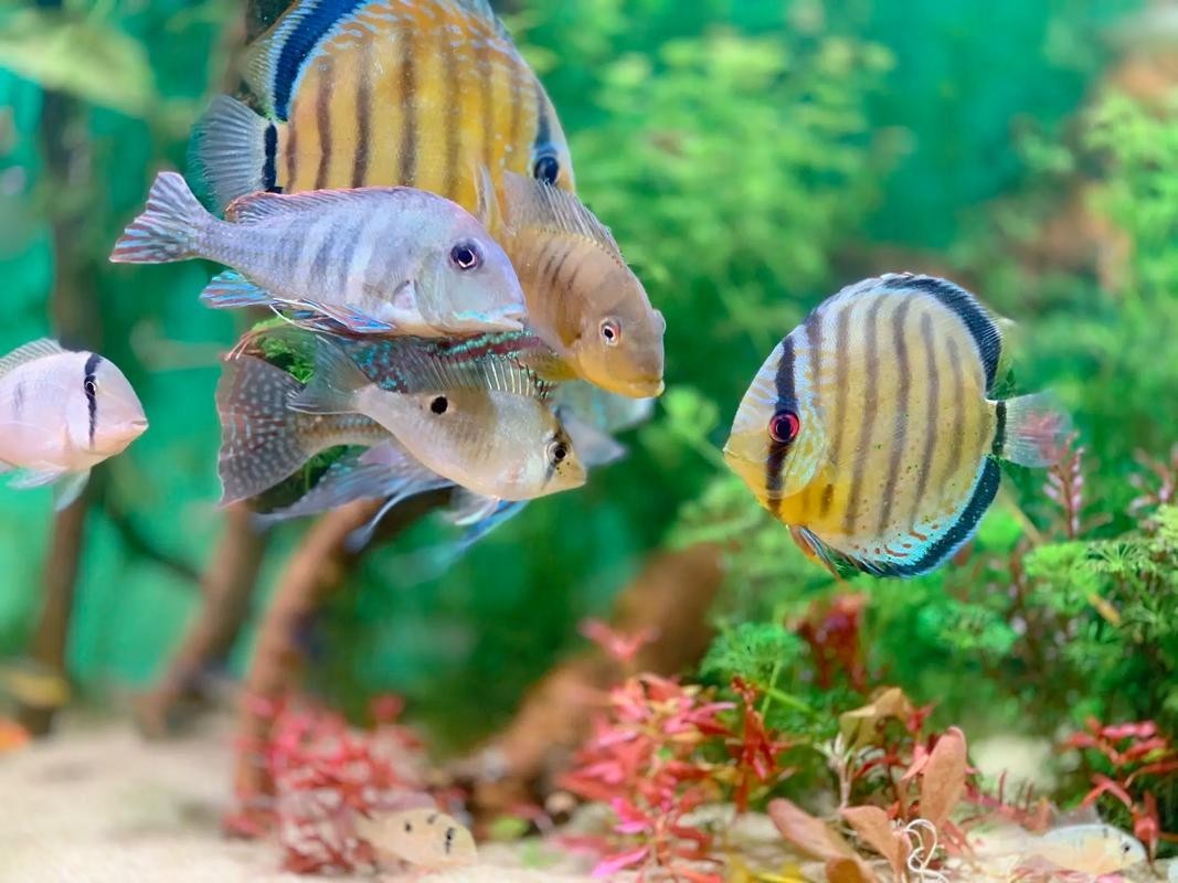 黃霞蝶吃不吃珊瑚，，霞魔鬼魚、黃霞蝶、黃蝶、黃霞蝶、黃霞蝶、黃霞蝶養(yǎng)殖經(jīng)驗