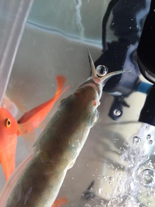 龍魚嘴爛怎么回事圖片 龍魚嘴爛怎么回事圖片 龍魚百科 第30張