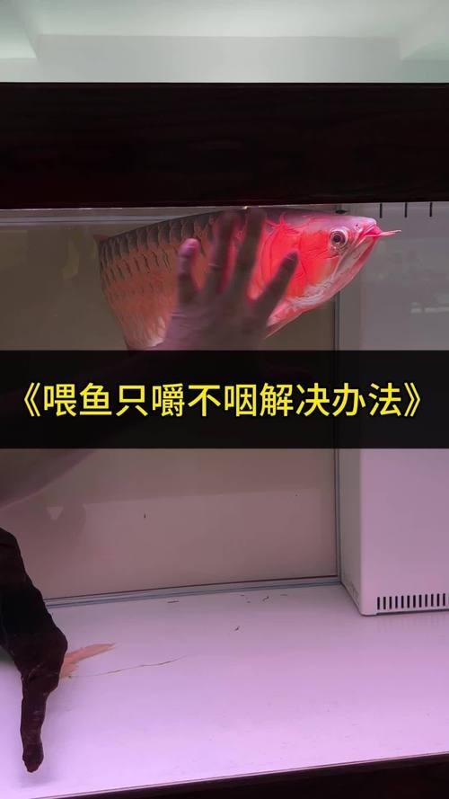 龍魚嘴爛怎么回事圖片 龍魚嘴爛怎么回事圖片 龍魚百科 第39張